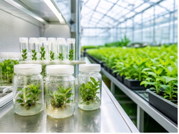 Medicinal and aromatic plant cultivation
